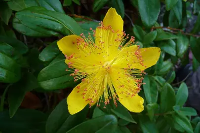 hypericum-calycinum--1