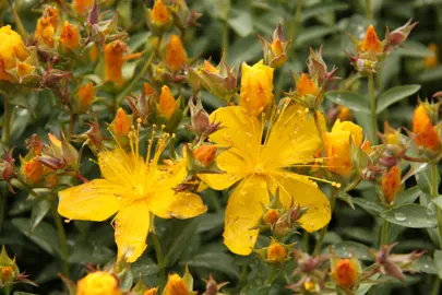 hypericum-gracilis-1