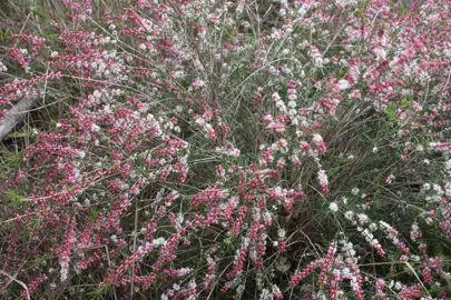 hypocalymma-coconut-ice-