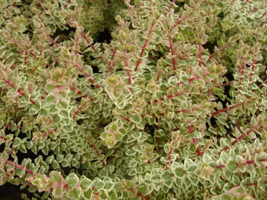 Hypocalymma Golden Veil plant with small and colourful foliage.