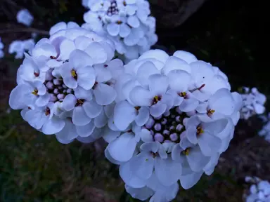 Iberis Mauve Ice blue flowers.