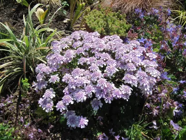 Iberis Pink Ice plant in a garden with masses of pink flowers.