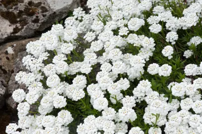 Iberis sempervirens Snowflake plant growing between rocks with masses of pretty white flowers.