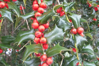 Ilex cornuta plant.