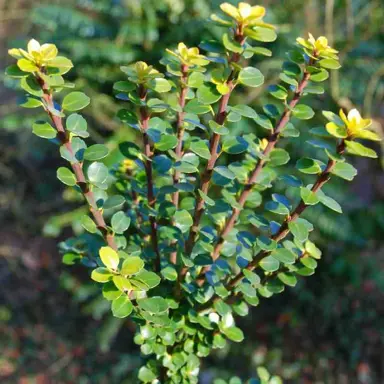 Ilex crenata 'Mariesii' foliage.