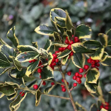 Ilex 'Golden King' foliage and red berries.