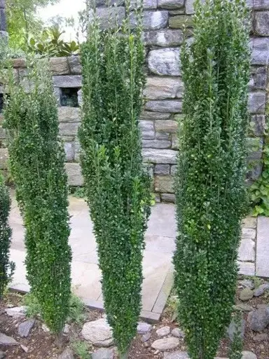 Ilex 'Green Pillar' plants.