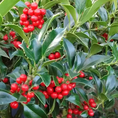 Ilex 'JC Van Tol' foliage and berries.