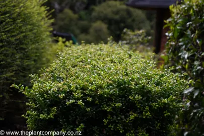 Ilex 'Little Caesar' hegde with dark green and light green foliage.