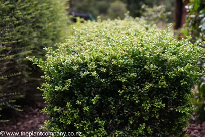 Ilex 'Little Caesar' hegde with green foliage.