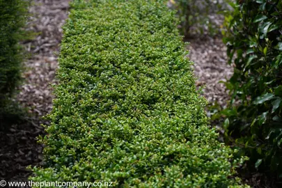 Ilex 'Little Caesar' neatly trimmed hegde.