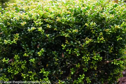 Ilex 'Little Caesar' with dark green and light green foliage.