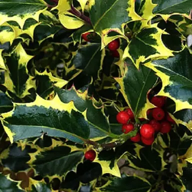 Ilex 'Madame Briot' foliage and red berries.