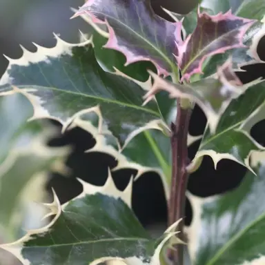 Ilex 'Silver Queen' foliage.