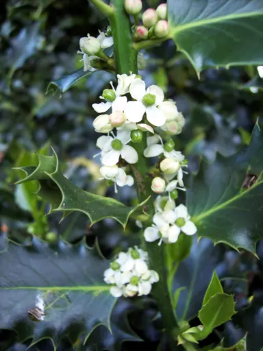 ilex-aquifolium-4