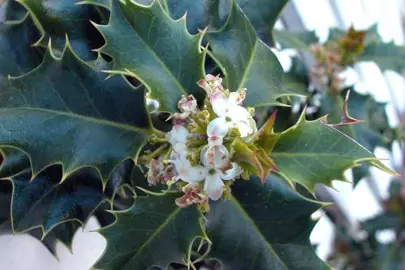 ilex-aquifolium-5