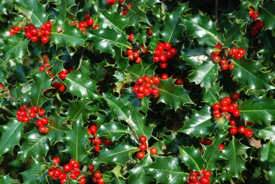 ilex-aquifolium-7