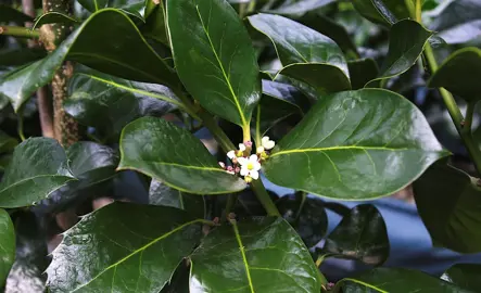 ilex-hendersonii-1