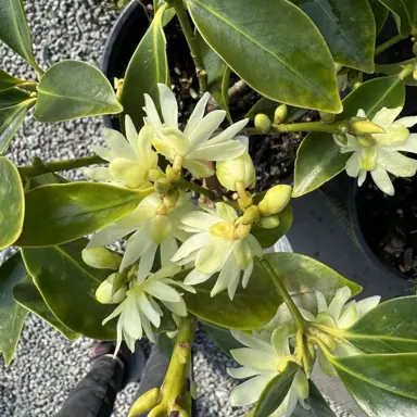 Illicium Lemon Sorbet plant with yellow flowers.