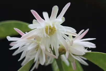 Illicium majus plant with elegant pink and white flowers.