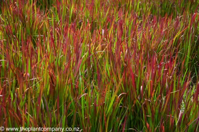 Imperata 'Red Baron' with colourful, red foliage