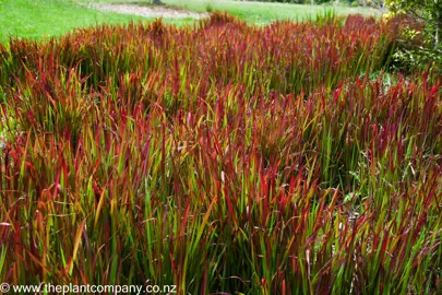 Red leaves on Imperata 'Red Baron'.