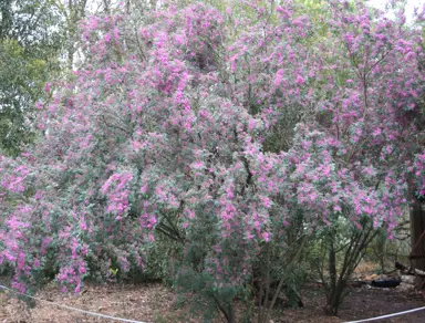 indigofera-australis--1