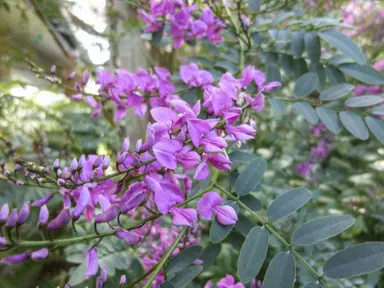 indigofera-australis-