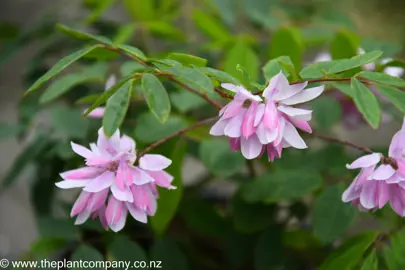 indigofera-decora--1