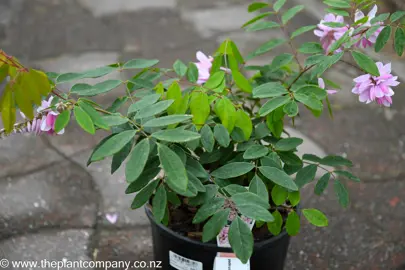 indigofera-decora--2