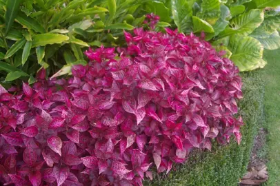 Iresine Neon Pink plant in a garden with bright pink foliage,