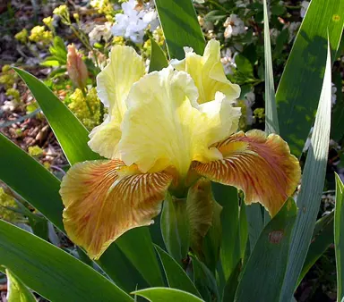 Iris 'Golden Muffin' stunning yellow and orange flower.