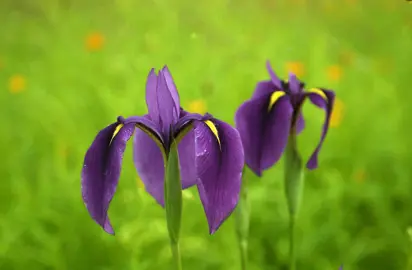 Iris kaempferi blue-purple flowers.