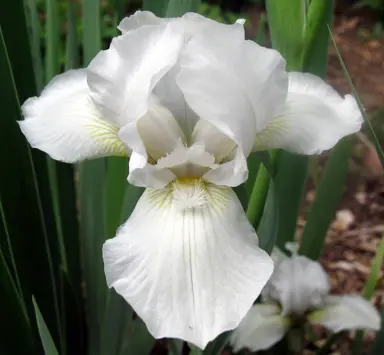 iris-lo-ho-silver-