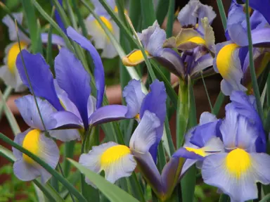 Iris Miss Saigon blue flowers amist green foliage.