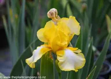 Iris Radiant Apogee flower.