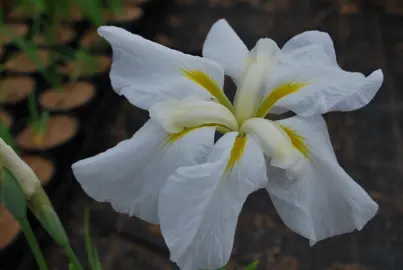 Iris 'Snow Queen' white and yellow flowers.