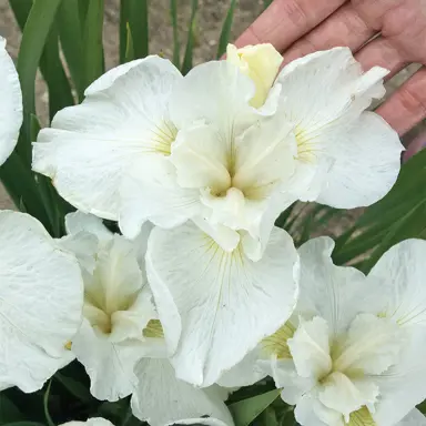 iris-swans-in-flight-2