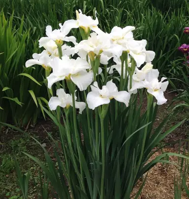 iris-swans-in-flight-3