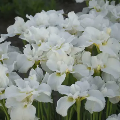 iris-swans-in-flight-4