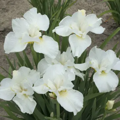 iris-swans-in-flight-5