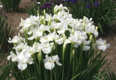 iris-swans-in-flight-7