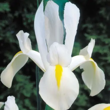 iris-white-magic-1