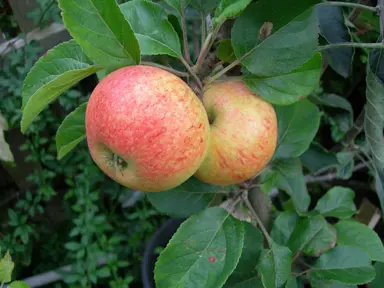 'Irish Peach' Apple