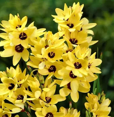 ixia-yellow-emperor-1