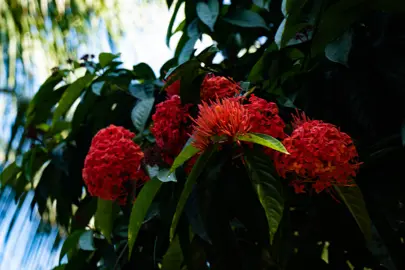 Ixora coccinea tree with lush green foliage and elegant red flowers.