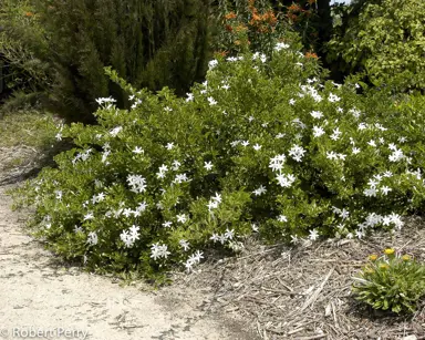 Jasminum angulare plant with white flowers.