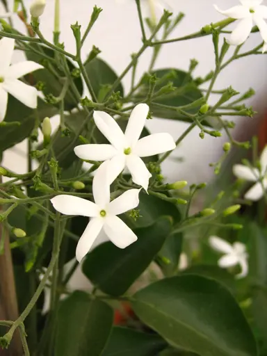 jasminum-azoricum-1