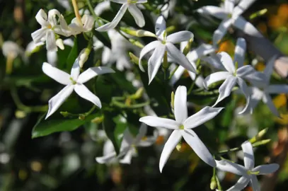 jasminum-azoricum-4