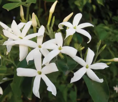 jasminum-azoricum-8